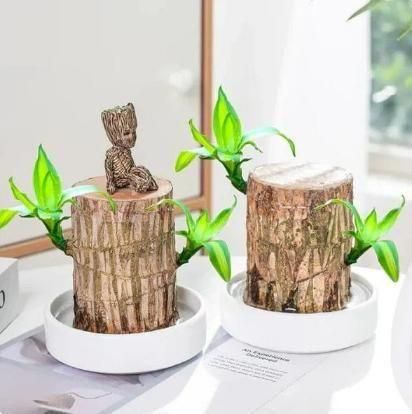 Unlocking Prosperity: How the Brazilian Wood Plant Can Attract Wealth & Success