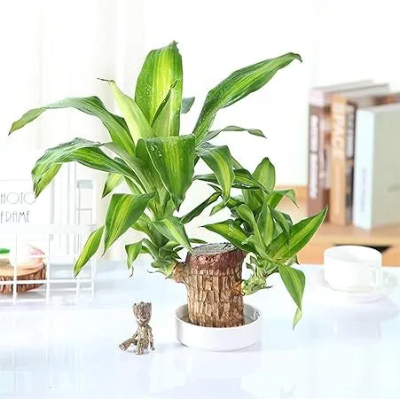 Brazilian Wood: Durability, Rich Texture, and Natural Appeal